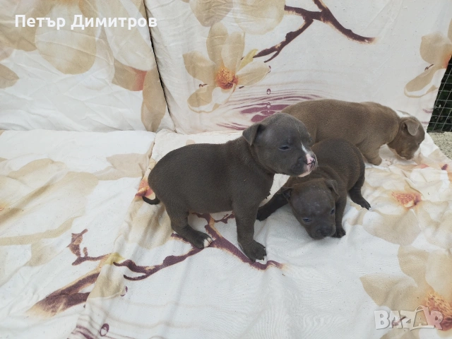 американско були покет , снимка 13 - Други - 54234473