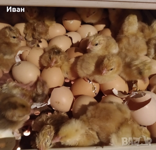 Инкубатор за 360-420бр кокоши яйца.