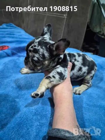 френски булдоци, снимка 2 - Френски булдог - 52881414