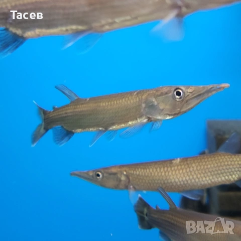 Щука худжута 10см