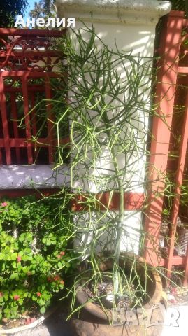 Euphorbia tirucalli Молив храст