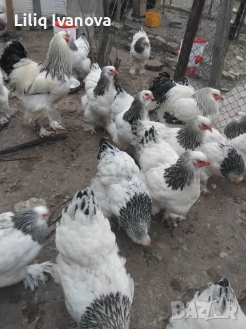 Яйца от Колумбийска Брама, снимка 2 - Кокошки и пуйки - 53944933