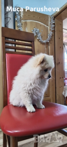 Продават се 1 мъжко 1 женско, снимка 5 - Померан - 52548062
