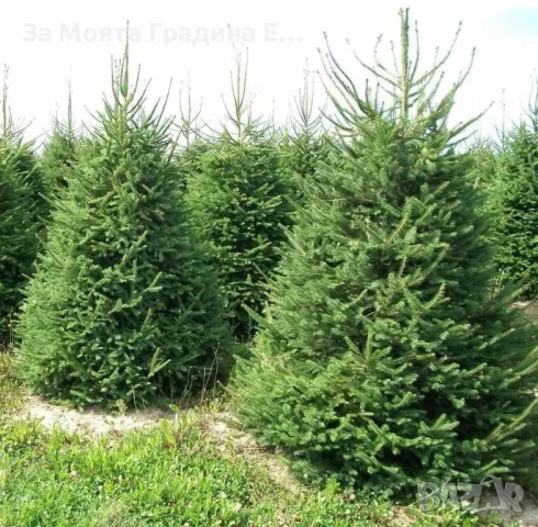 Българска ела, бор ,смърч,бял бор и мура 