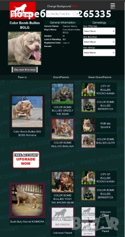 Американско були покет. 4 свободни женски, снимка 6 - Други - 51783586