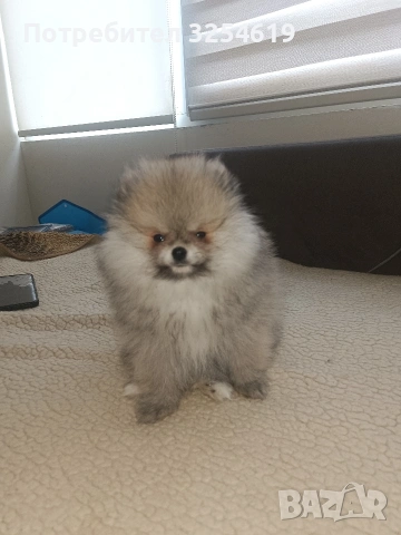Померан и малък шпиц, снимка 2 - Померан - 53911514