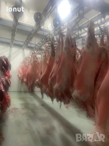 Продавам кланични агнета с тегло 14-20кг. , снимка 2 - Овце - 49685370