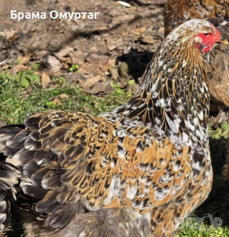 ЕЛИТНИ БРАМИ – РЕДКИ ЦВЕТОВЕ ОТ СЕЛЕКТИРАНИ ЛИНИИ, снимка 3 - Кокошки и пуйки - 50242246