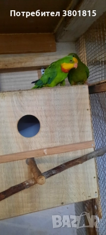 Барабанди папагали, снимка 2 - Папагали - 52241058