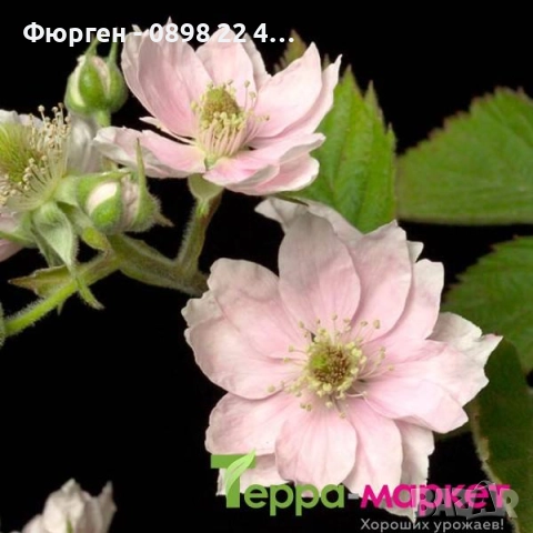 Розово цъфтяща сладка къпина (Лох мери), снимка 2 - Разсади - 38995508