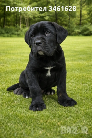 Кане Корсо бебета, снимка 3 - Кане корсо - 53507309