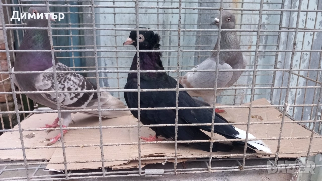 Продавам гълъби Типлери , снимка 3 - Гълъби - 54261404