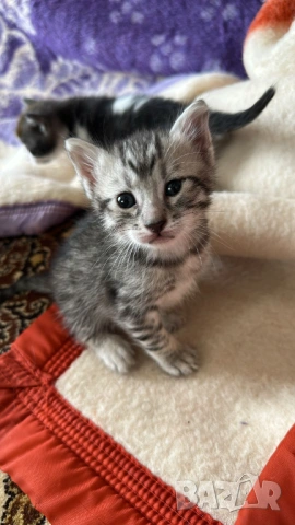 Домашни Котенца + Доставка 50 евро, снимка 10 - Ангорски - 40695376