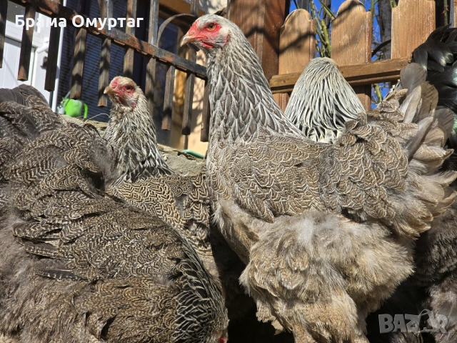 Продавам разплодни яйца от Сребърна Брама [Dark Brahma], снимка 12 - Кокошки и пуйки - 53811097