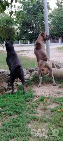 Cane Corso Italiano, снимка 14 - Търси партньор - 53836498