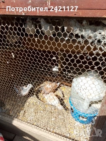 птици гугутки , снимка 2 - други­ - 51481659