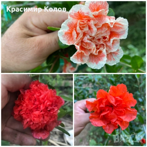 Декоративни видове нарове три цвята, растения, цъфтящи, дръвчета