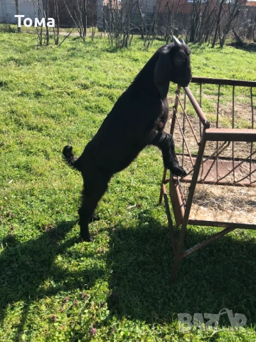 Продавам англонубийско мъжко яре