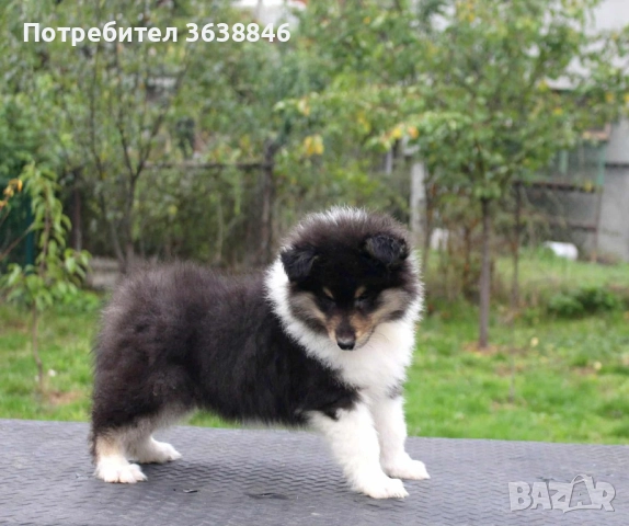 Шотландска овчарка(коли), снимка 2 - Коли - 52116665