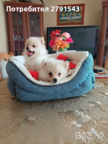 померан померанчета момичета, снимка 7 - Померан - 51604948