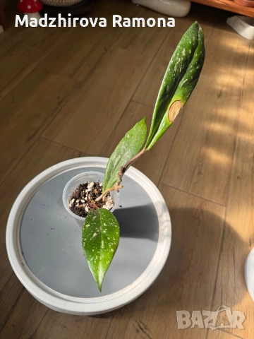 Hoya Pubicalyx black dragon , снимка 2 - Стайни растения - 53818991