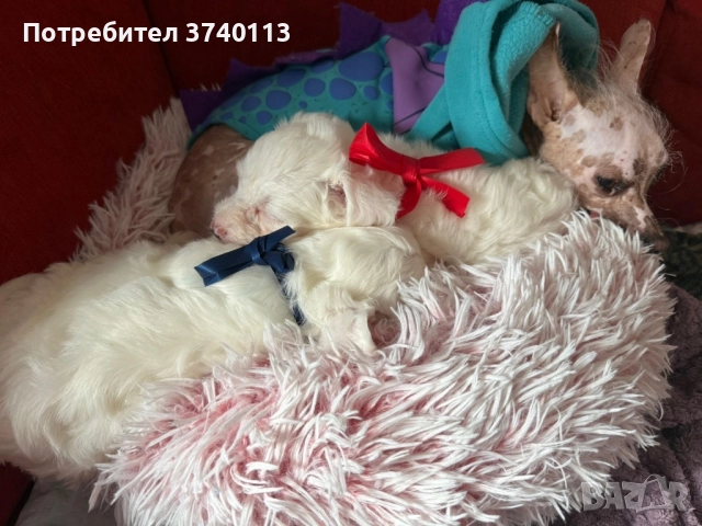 Китайско качулато куче (голо), снимка 8 - Други - 52849634