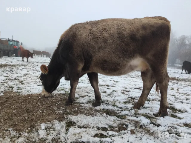 Бременни крави, снимка 6 - Крави - 47828621