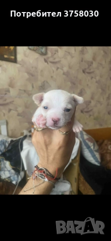 Продавам Чихуахуа, снимка 1