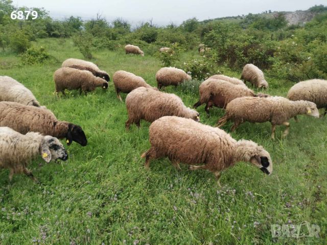 Овце за дамазлък, снимка 7 - Овце - 45674180