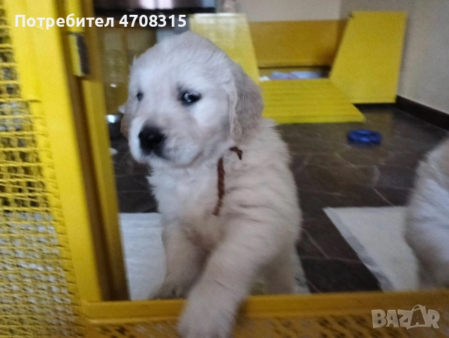 Голдън ретривър момче чистокръвно момченце, снимка 7 - Голдън ретривър - 53221846