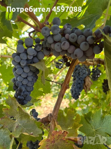 Грозде Каберне Совиньон, снимка 1