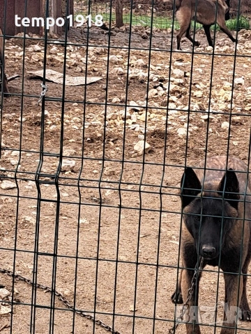 Белгийски Овчарки Малиноа