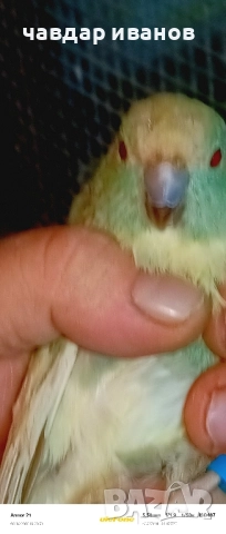 вълнисти папагали, какарики , снимка 2 - Папагали - 52411146