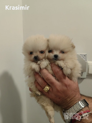 Померанчета