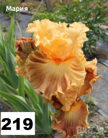 Сортови вискоки ириси /брадати ириси