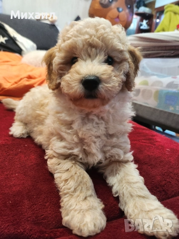 Чистокръвен Пудел, снимка 8 - Пудели - 52790746