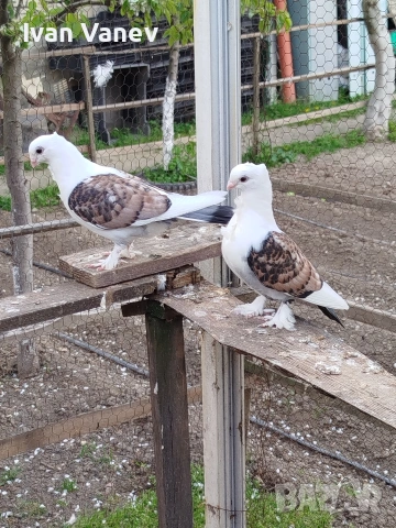 декоративни, снимка 2 - Гълъби - 54241635