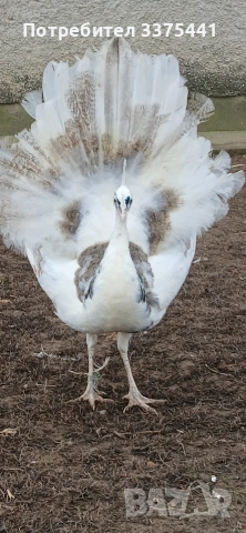 продавам пауни Сребърни ,арлекини ,индийски и Бели , снимка 2 - други­ - 53077552