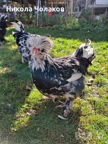 Струмски стандарт пилета , снимка 2 - Кокошки и пуйки - 52364804