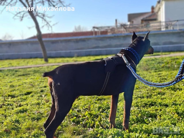 Продавам доберман, снимка 2 - Доберман - 53493235