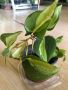 Philodendron Cream Splash , снимка 3