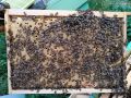 Продавам пчелни отводки и майки 2024 - София, център, снимка 2