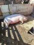Прасе над  200 кг. , снимка 3