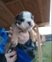 Английски булдог, снимка 3