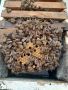 Промоция на пчелни майки - 20 лв., снимка 2