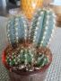 стъклена саксия с кактуси от португалия, снимка 1 - Стайни растения - 45382391