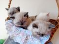 котки персийски котки 