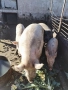 Продавам домашно гледни прасета, снимка 3