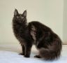 Мейн кун Мейн Куун коте Maine Coon , снимка 1