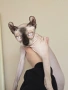 Котенца Канадски Сфинкс, снимка 5